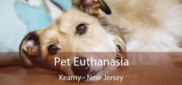 Pet Euthanasia Kearny - New Jersey