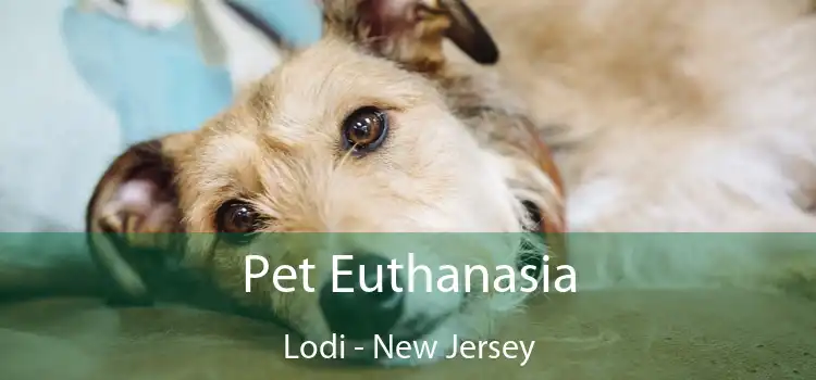 Pet Euthanasia Lodi - New Jersey