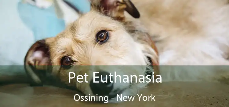 Pet Euthanasia Ossining - New York