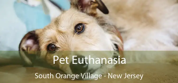 Pet Euthanasia South Orange Village - New Jersey