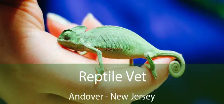 Reptile Vet Andover - New Jersey