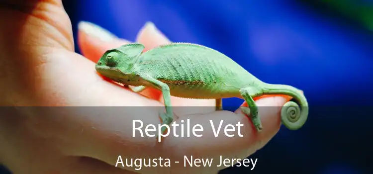 Reptile Vet Augusta - New Jersey