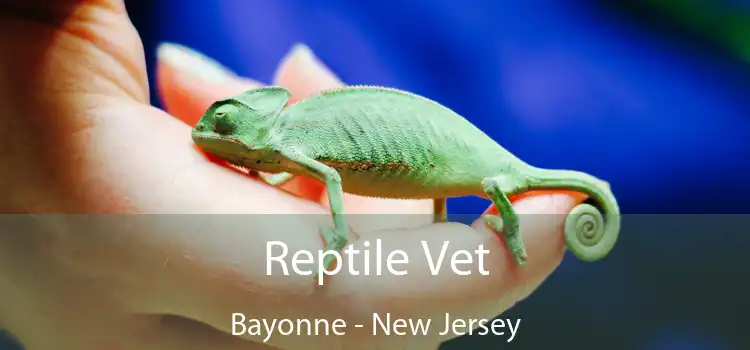 Reptile Vet Bayonne - New Jersey