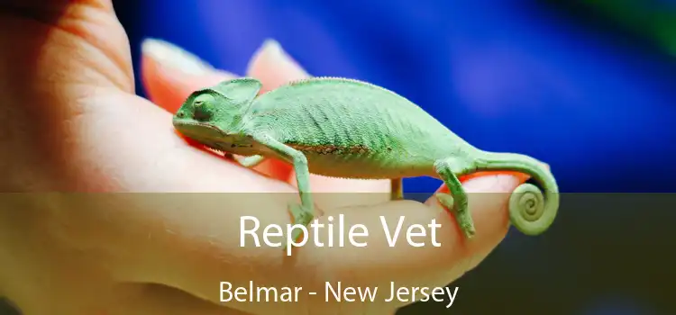 Reptile Vet Belmar - New Jersey