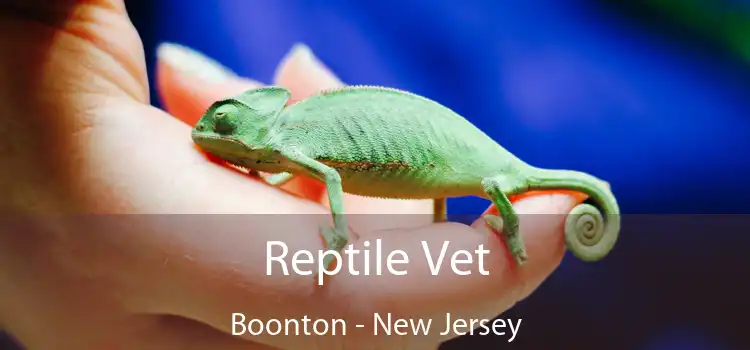 Reptile Vet Boonton - New Jersey