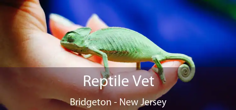 Reptile Vet Bridgeton - New Jersey