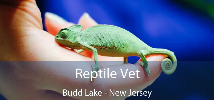 Reptile Vet Budd Lake - New Jersey