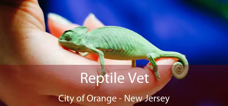 Reptile Vet City of Orange - New Jersey