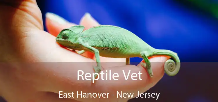 Reptile Vet East Hanover - New Jersey