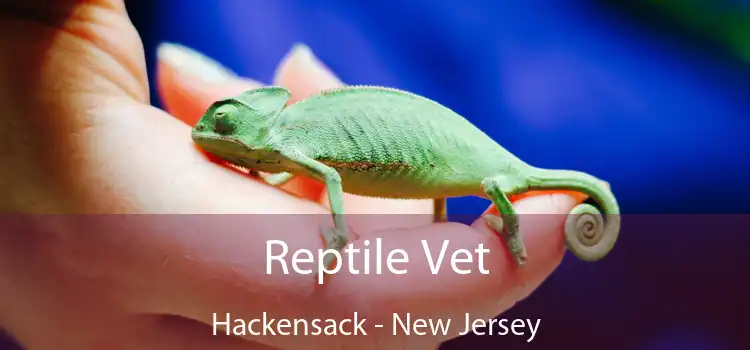 Reptile Vet Hackensack - New Jersey