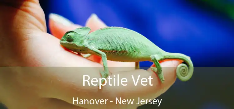 Reptile Vet Hanover - New Jersey