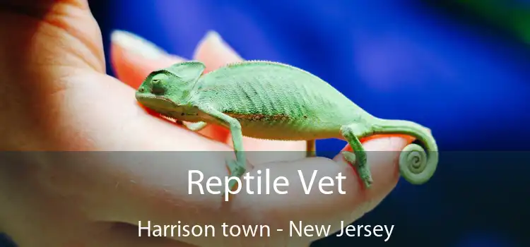 Reptile Vet Harrison town - New Jersey