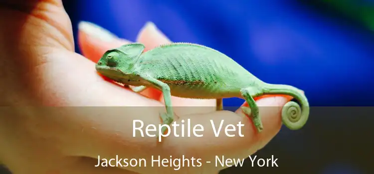 Reptile Vet Jackson Heights - New York