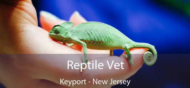 Reptile Vet Keyport - New Jersey