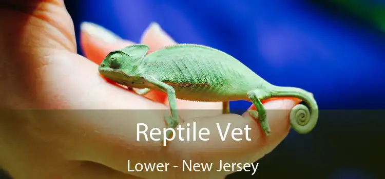 Reptile Vet Lower - New Jersey