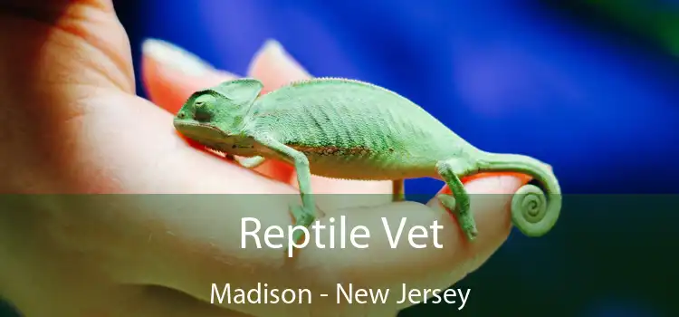 Reptile Vet Madison - New Jersey