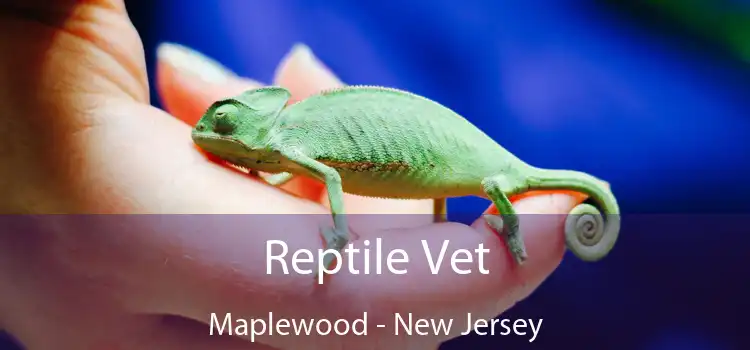 Reptile Vet Maplewood - New Jersey