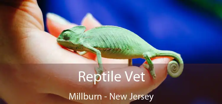 Reptile Vet Millburn - New Jersey