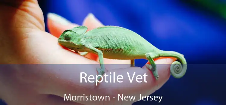 Reptile Vet Morristown - New Jersey