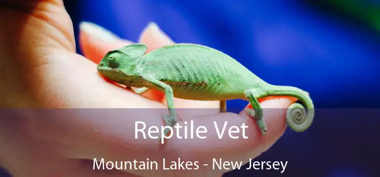 Reptile Vet Mountain Lakes - New Jersey