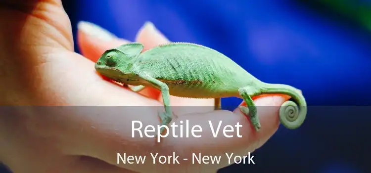 Reptile Vet New York - New York