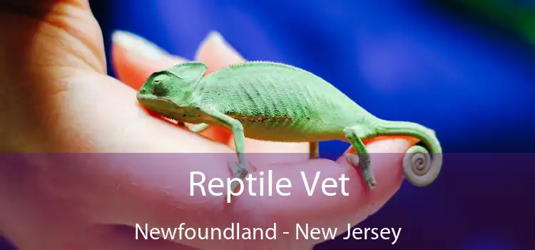 Reptile Vet Newfoundland - New Jersey