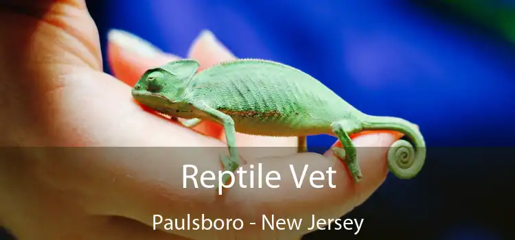 Reptile Vet Paulsboro - New Jersey