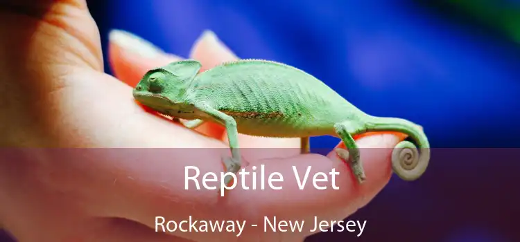 Reptile Vet Rockaway - New Jersey