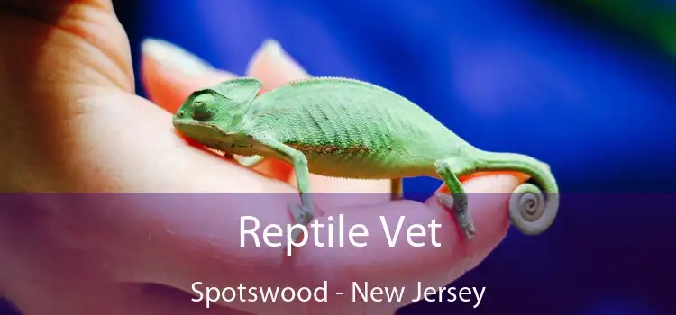 Reptile Vet Spotswood - New Jersey