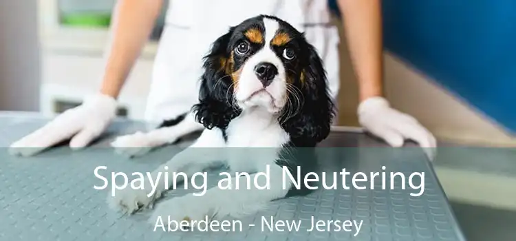 Spaying and Neutering Aberdeen - New Jersey