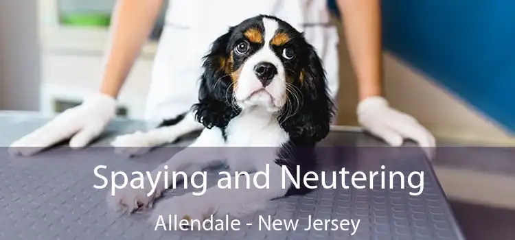 Spaying and Neutering Allendale - New Jersey