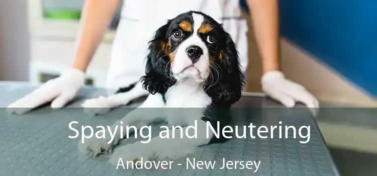 Spaying and Neutering Andover - New Jersey