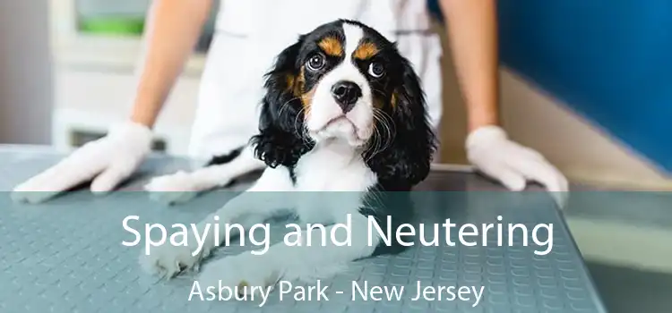 Spaying and Neutering Asbury Park - New Jersey