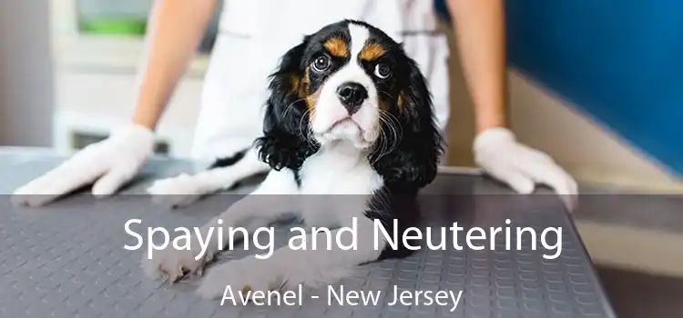 Spaying and Neutering Avenel - New Jersey