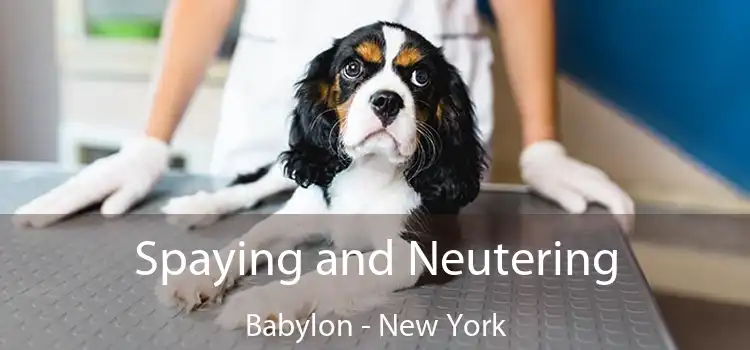 Spaying and Neutering Babylon - New York