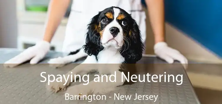 Spaying and Neutering Barrington - New Jersey