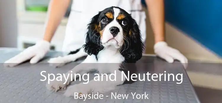 Spaying and Neutering Bayside - New York