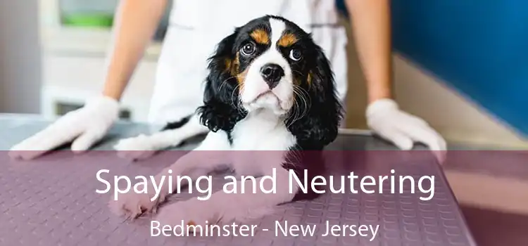 Spaying and Neutering Bedminster - New Jersey