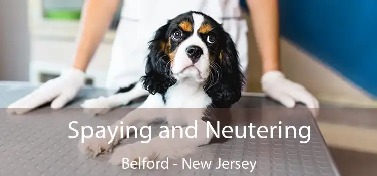 Spaying and Neutering Belford - New Jersey