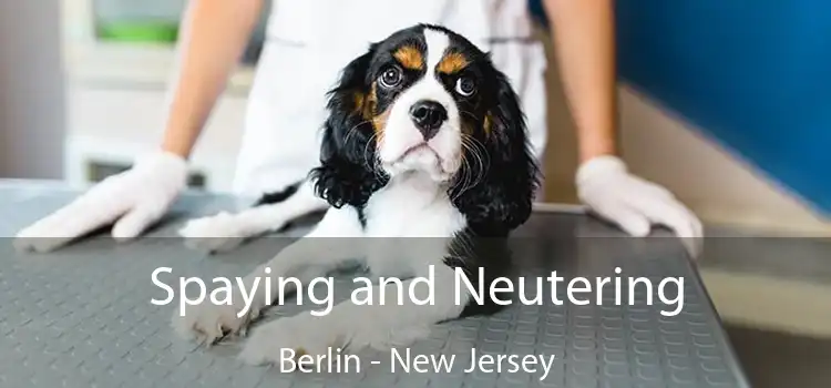 Spaying and Neutering Berlin - New Jersey