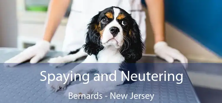 Spaying and Neutering Bernards - New Jersey