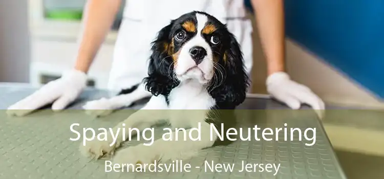 Spaying and Neutering Bernardsville - New Jersey