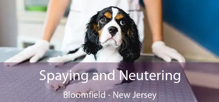 Spaying and Neutering Bloomfield - New Jersey