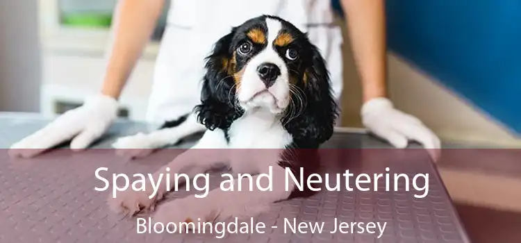 Spaying and Neutering Bloomingdale - New Jersey