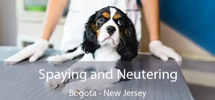 Spaying and Neutering Bogota - New Jersey