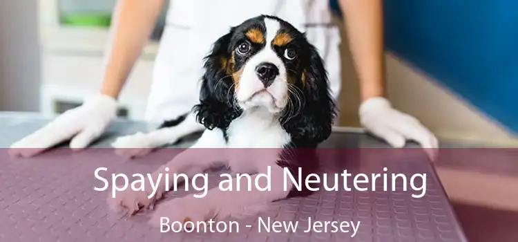 Spaying and Neutering Boonton - New Jersey