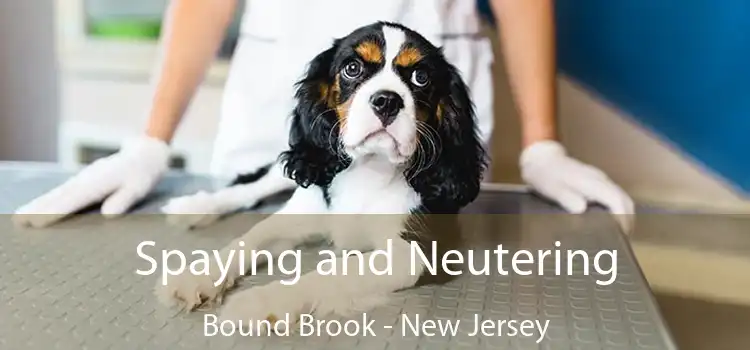 Spaying and Neutering Bound Brook - New Jersey