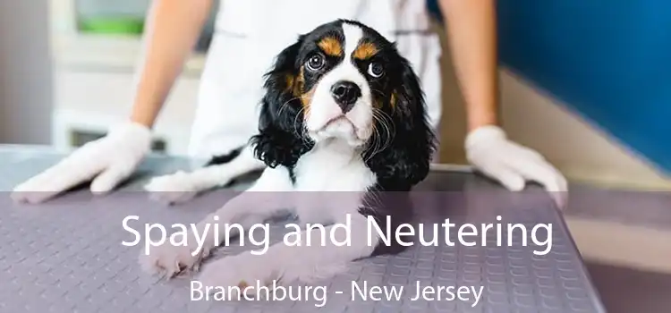 Spaying and Neutering Branchburg - New Jersey