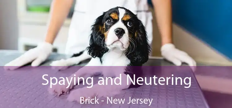 Spaying and Neutering Brick - New Jersey