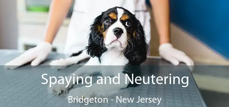 Spaying and Neutering Bridgeton - New Jersey